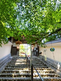 新緑の油山寺 2024/06/16 05:30:00