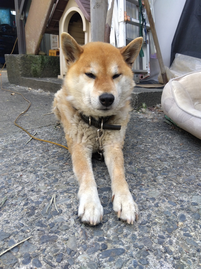 初老犬