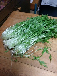 とても瑞々しい水菜を頂きました… 2016/12/20 17:56:14