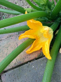 待ちに待ったズッキーニの雌花が… 2016/07/26 06:17:44