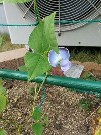 四角豆の花が咲きました～！ 2016/07/18 10:55:33
