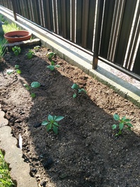夏野菜を植えました。
なす、… 2016/05/08 07:58:37