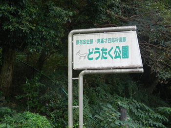 シラタマホシクサ