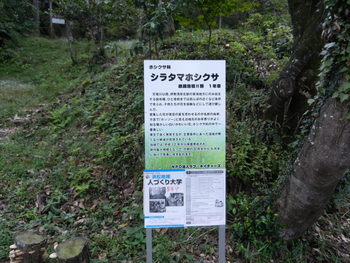 シラタマホシクサ