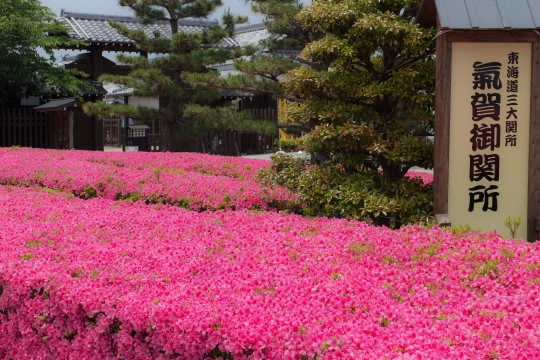 サツキの花が見ごろです☆