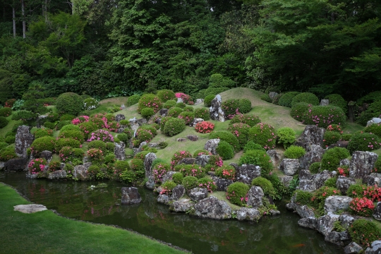 サツキの花が見ごろです☆