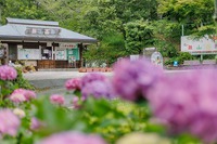 アジサイとササユリが見ごろの花の奥山高原さんの様子