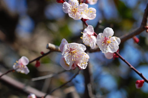 お外で見つけた梅の花