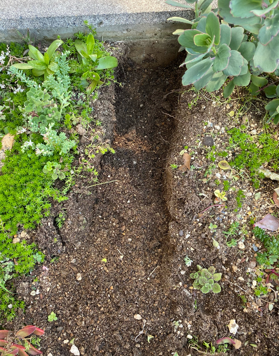 うさぎ肥料でパプリカを植える おてうさぎ