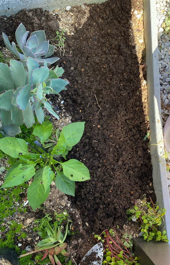 うさぎ肥料でパプリカを植える おてうさぎ