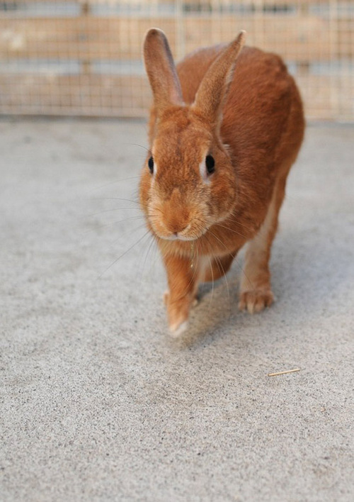 うさダッシュ おてうさぎ