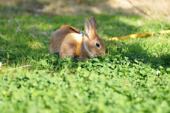 草を食べるウサギの姿 伸びたり縮んだり おてうさぎ