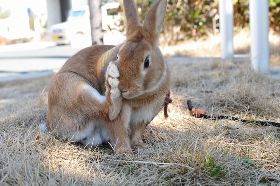 足をペロペロ おてうさぎ