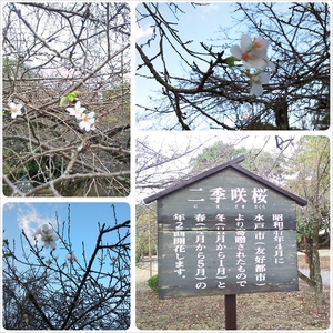 玄宮楽々園