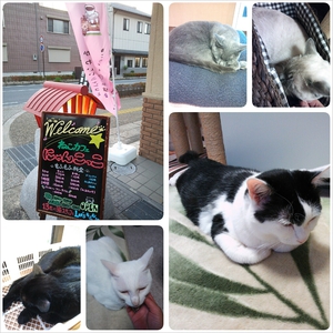城下町で猫カフェ♪
