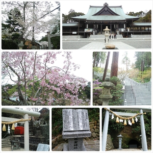 今年の桜♪