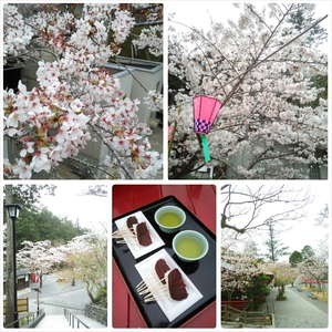 今年の桜♪