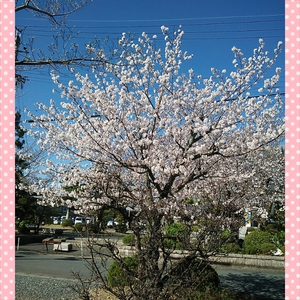 今年の桜♪