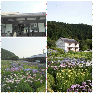 加茂菖蒲園♪