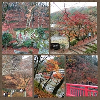 香嵐渓☆ 2014/12/10 13:09:51