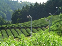 早く茶畑に。