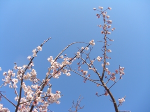 すこ～し遅いけど・・・。