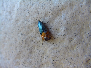 この虫は？？？