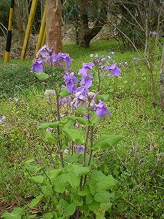 お彼岸