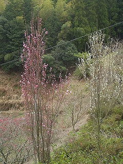 お彼岸