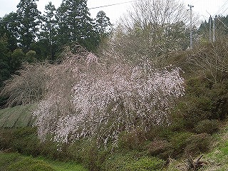 お彼岸