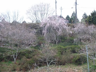 大平の春