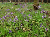 大平の春