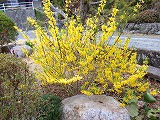 大平の春