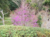 大平の春