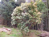 大平の春