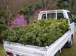 地域を花でいっぱいにする会
