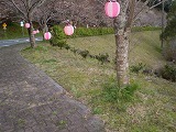 ツツジの植樹1班