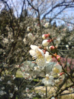 稲武の梅の花