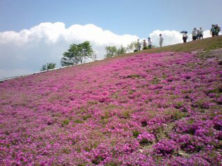 茶臼山の芝桜