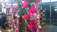 門花(軒花)♪