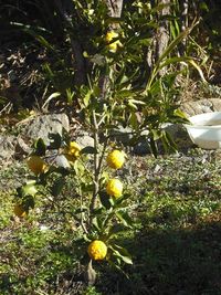 うちの畑にて 2010/01/08 09:59:21