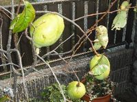 平成21年10月30日庭のかりんの実 2009/10/30 10:20:24
