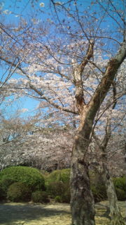 お花見