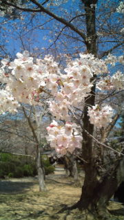 桜満開