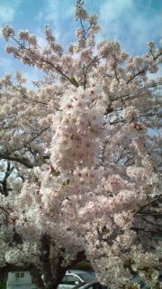 お花見日和