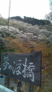 お花見日和