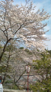 お花見日和