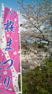 お花見日和