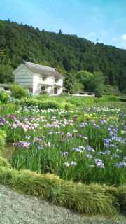 賀茂菖蒲園