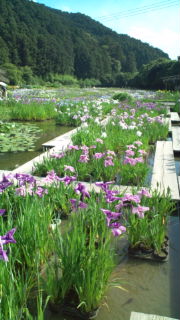 賀茂菖蒲園